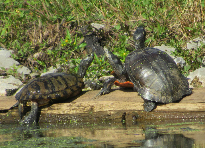 Red-eared Sliders